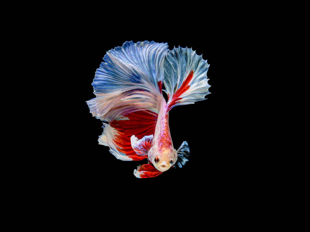 Koi Fish Variety Guide: What to Know About All Types of Koi