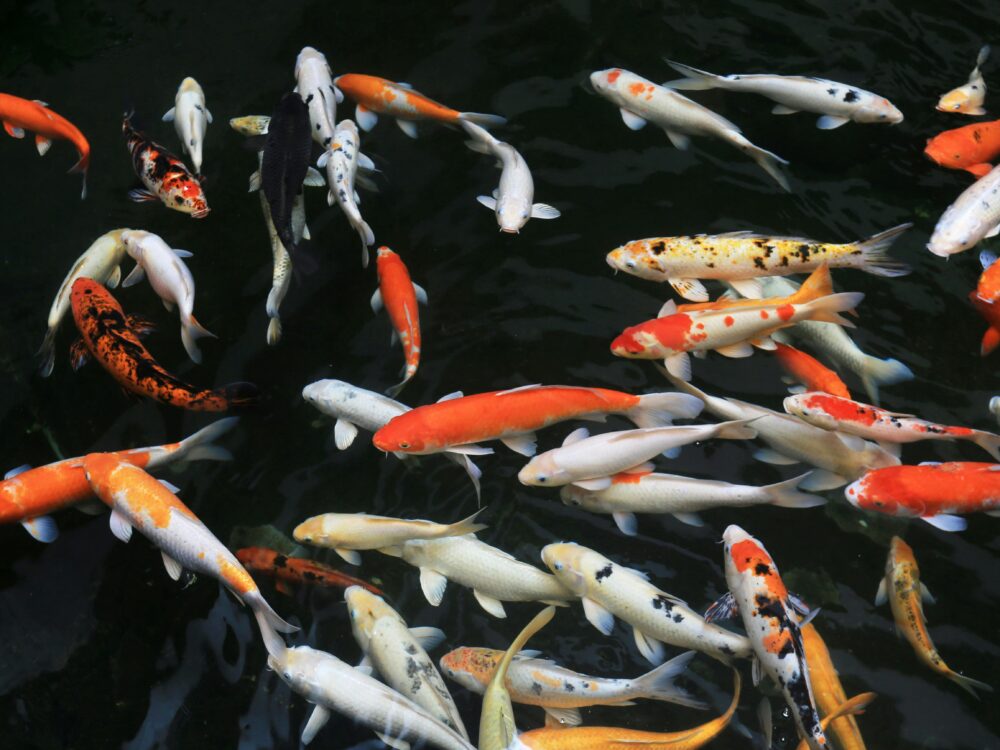 How to Maintain Your Koi Pond for Healthy Fish: Tips & Best Practices